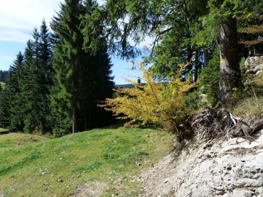 col-du-marchairuz-le-brassus-182