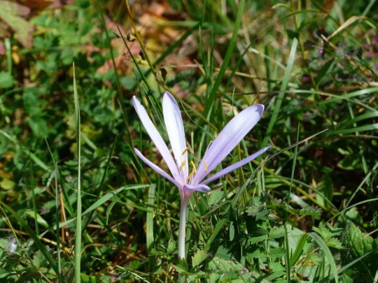 col-du-marchairuz-le-brassus-186