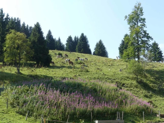 col-du-mollendruz-l-isle-117