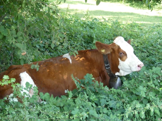 col-du-mollendruz-l-isle-168