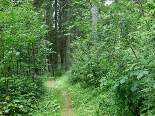 Col du Pillon, Fond des Joux, Reusch, Heiti, Gsteig, Saali, Feutersoey