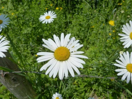 fleur Corbières bord du lac de Gruyères Botterens Broc-Fabrique