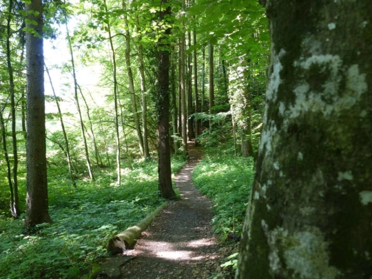 Corbières Les Planches chemin du lac de Gruyère Broc bois de Bouleyres Bulle