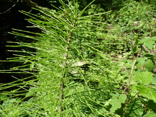 Corbières Les Planches chemin du lac de Gruyère Broc bois de Bouleyres Bulle
