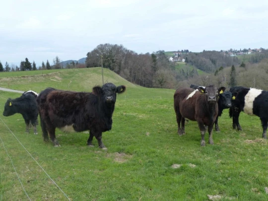 corcelles-sud-payerne-138