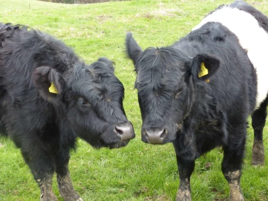 corcelles-sud-payerne-139