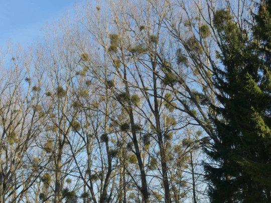 Echallens, Bois du Mont, Bretigny, St-Barthélemy, Assens