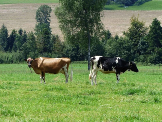 ecorcheboeuf-la-claie-aux-moines-123