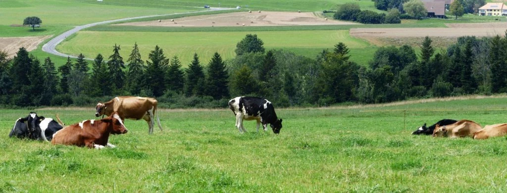 ecorcheboeuf-la-claie-aux-moines-124