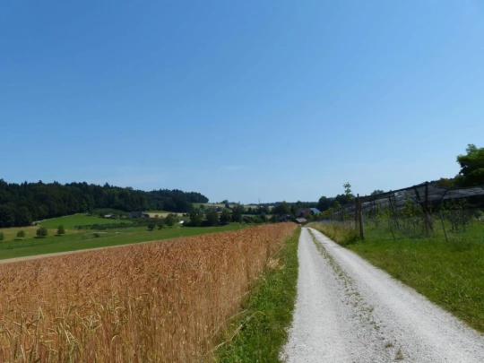 fuchsenried-hinterkappelen-121