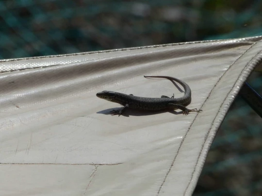 grandvaux-lausanne-ouchy-112