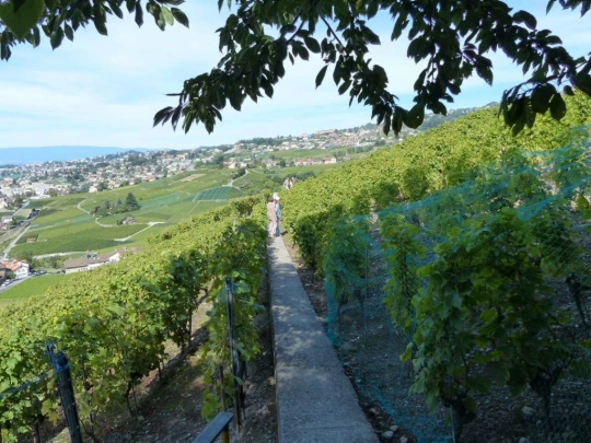 grandvaux-lausanne-ouchy-132