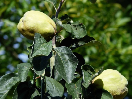 grandvaux-lausanne-ouchy-134