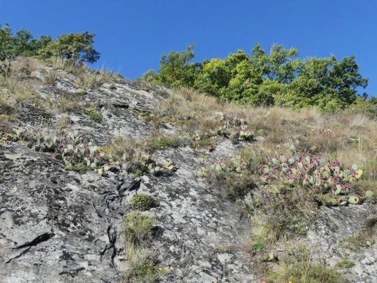 grimisuat-bisse-de-lentine-sion-166