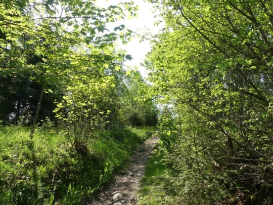 heiligenschwendi-oberhofen-116