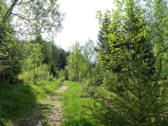 heiligenschwendi-oberhofen-117