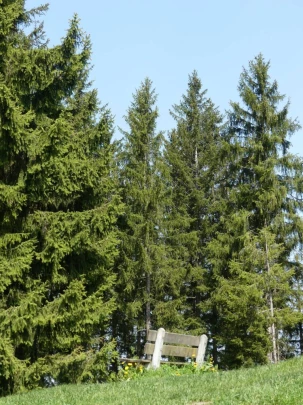 heiligenschwendi-oberhofen-134