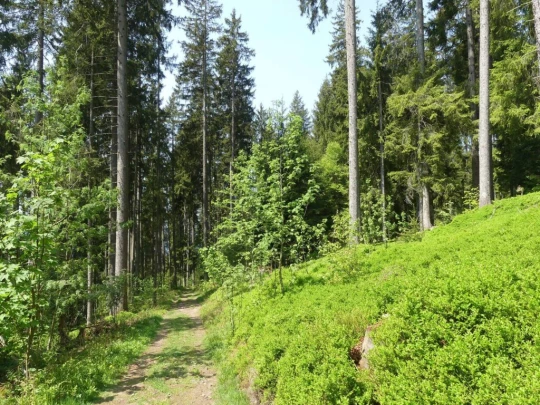 heiligenschwendi-oberhofen-145