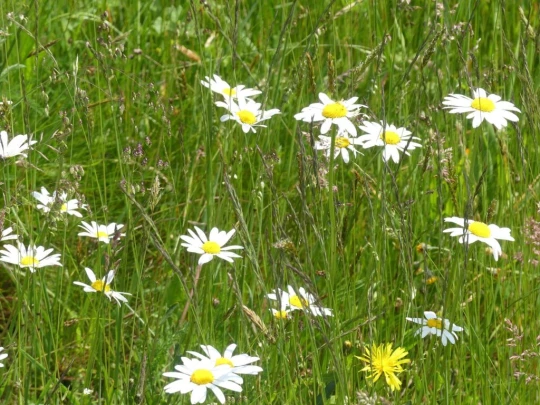 heiligenschwendi-oberhofen-177