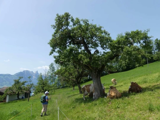 heiligenschwendi-oberhofen-187