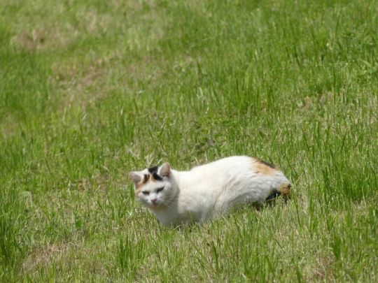 heiligenschwendi-oberhofen-190