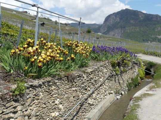 icogne-st-gerard-clavau-sion-194