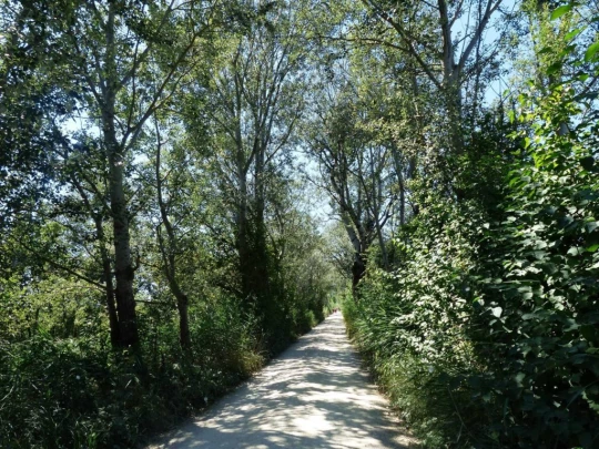 ile-st-pierre-cerlier-152