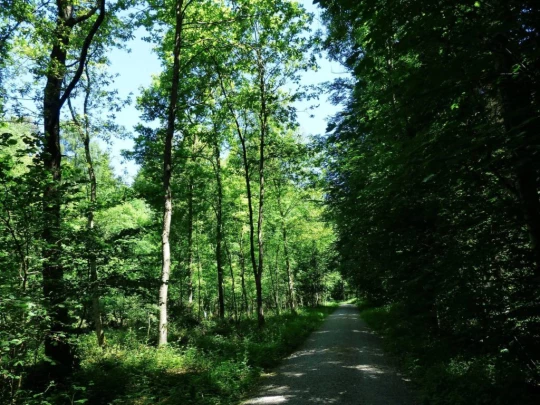 ittingen-stein-am-rhein-256