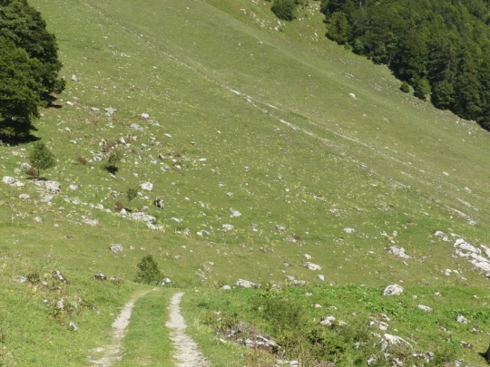 jaman-les-sciernes-d-albeuve-130