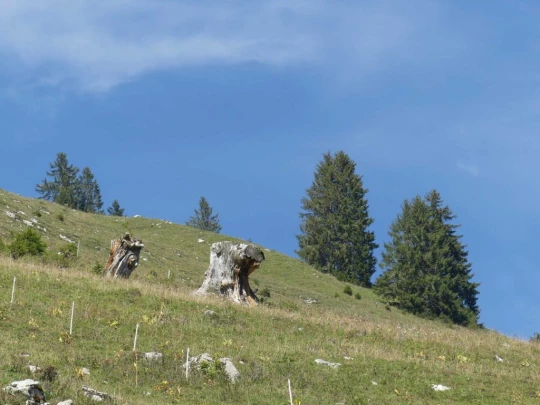 jaman-les-sciernes-d-albeuve-137