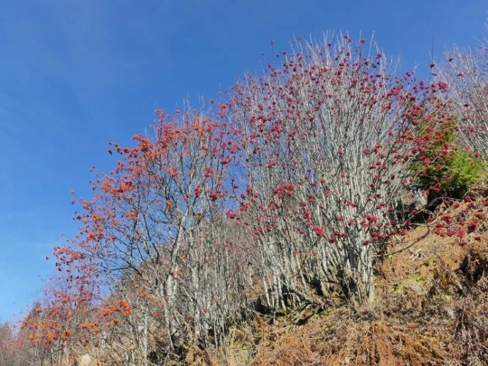 jor-col-de-soladier-plan-de-chatel-sonloup-195
