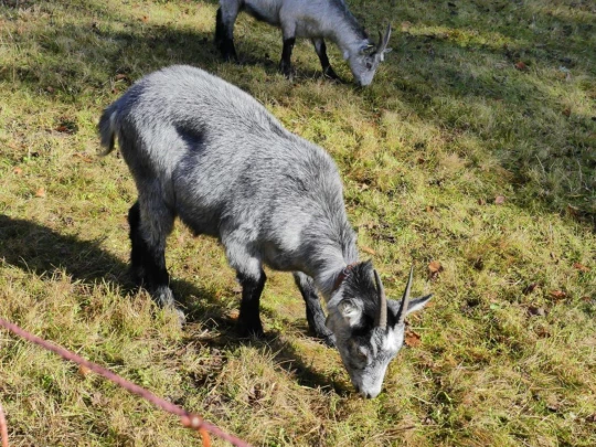 jor-col-de-soladier-plan-de-chatel-sonloup-208