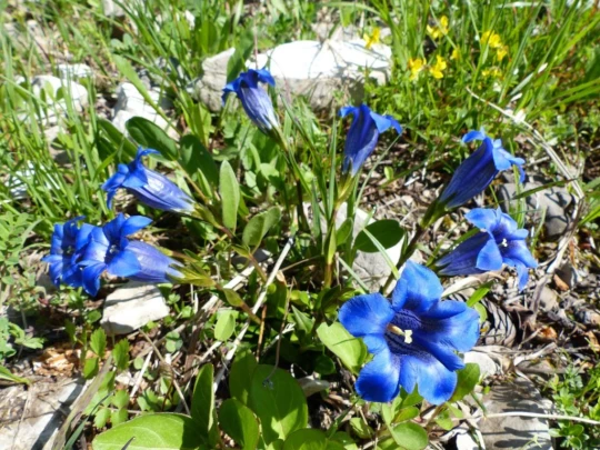 la-comballaz-la-lecherette-114