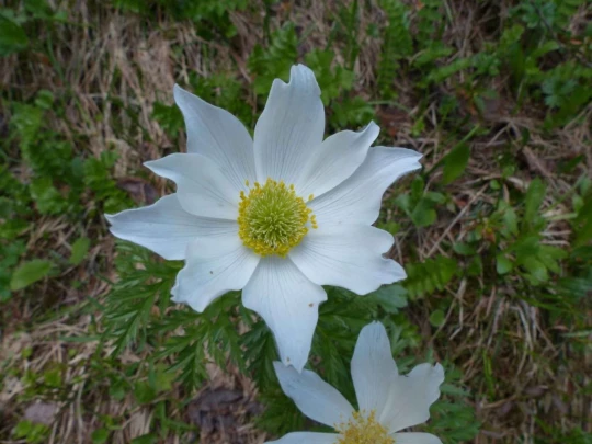 la-comballaz-la-lecherette-136