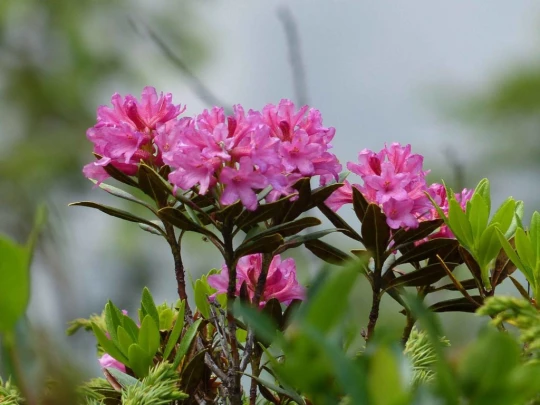 la-comballaz-la-lecherette-151