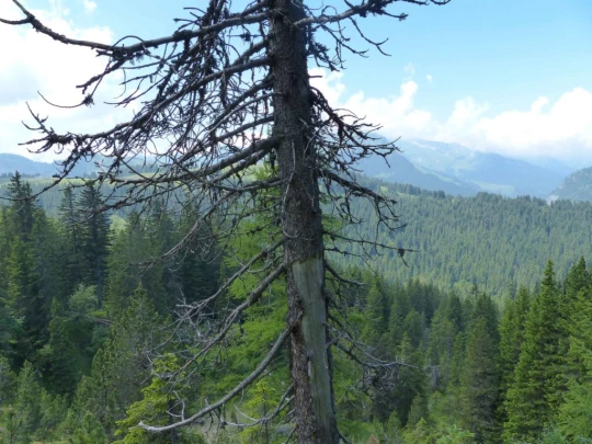 la-comballaz-la-lecherette-153