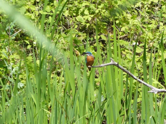 animal oiseau martin pêcheur La Sauge Cudrefin Mont Vully Sugiez Morat Murten