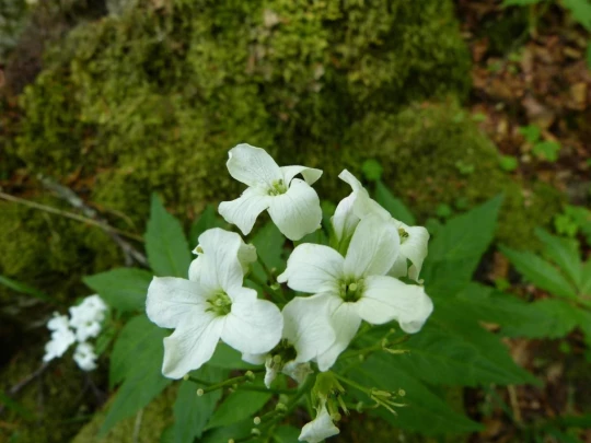 fleur col de la Tourne Tablettes Solmon antenne TV Noiraigue