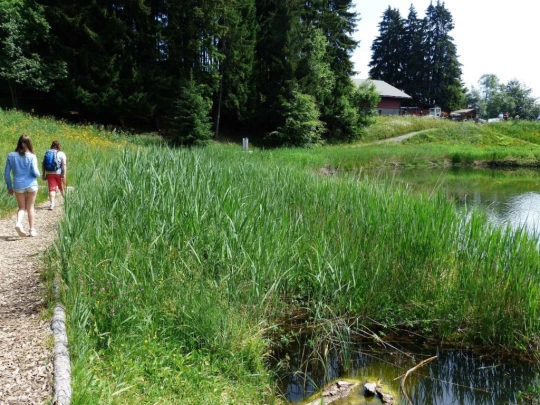 lac-des-joncs-chatel-st-denis-109