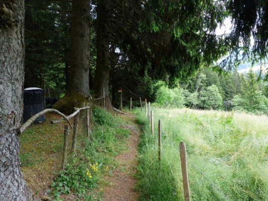 lac-des-joncs-chatel-st-denis-130