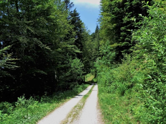 lac-des-joncs-chatel-st-denis-139