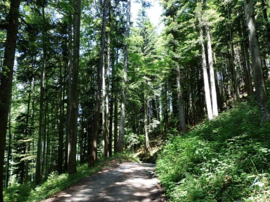 lac-des-joncs-chatel-st-denis-140