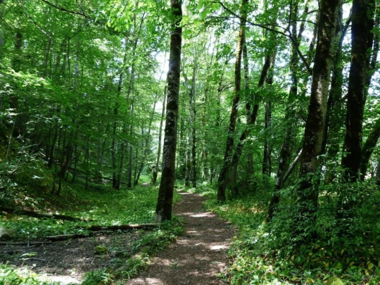 lac-des-joncs-chatel-st-denis-149