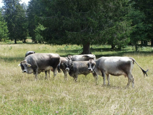 lac-des-tailleres-motiers-127