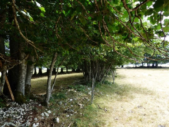 lac-des-tailleres-motiers-137