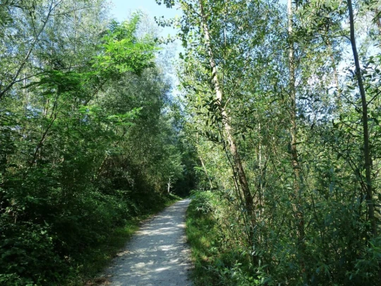 Laupen, Auriedstäg, Eiholz, Hirsried, Sägetwald, Gümmenen, Sarine, Saane