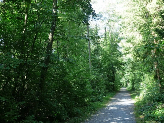 Laupen, Auriedstäg, Eiholz, Hirsried, Sägetwald, Gümmenen, Sarine, Saane