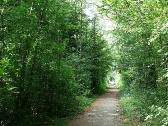 Laupen, Auriedstäg, Eiholz, Hirsried, Sägetwald, Gümmenen, Sarine, Saane