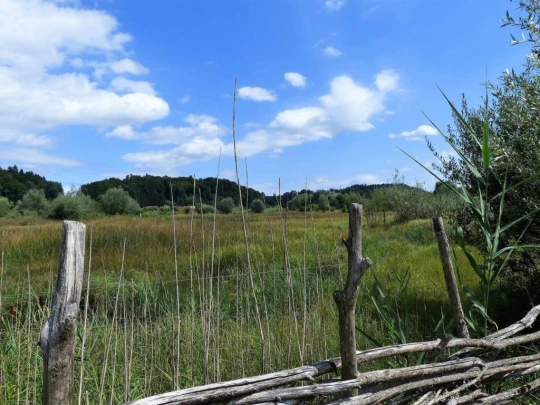 Laupen, Auriedstäg, Eiholz, Hirsried, Sägetwald, Gümmenen, Sarine, Saane