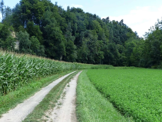 Laupen, Auriedstäg, Eiholz, Hirsried, Sägetwald, Gümmenen, Sarine, Saane